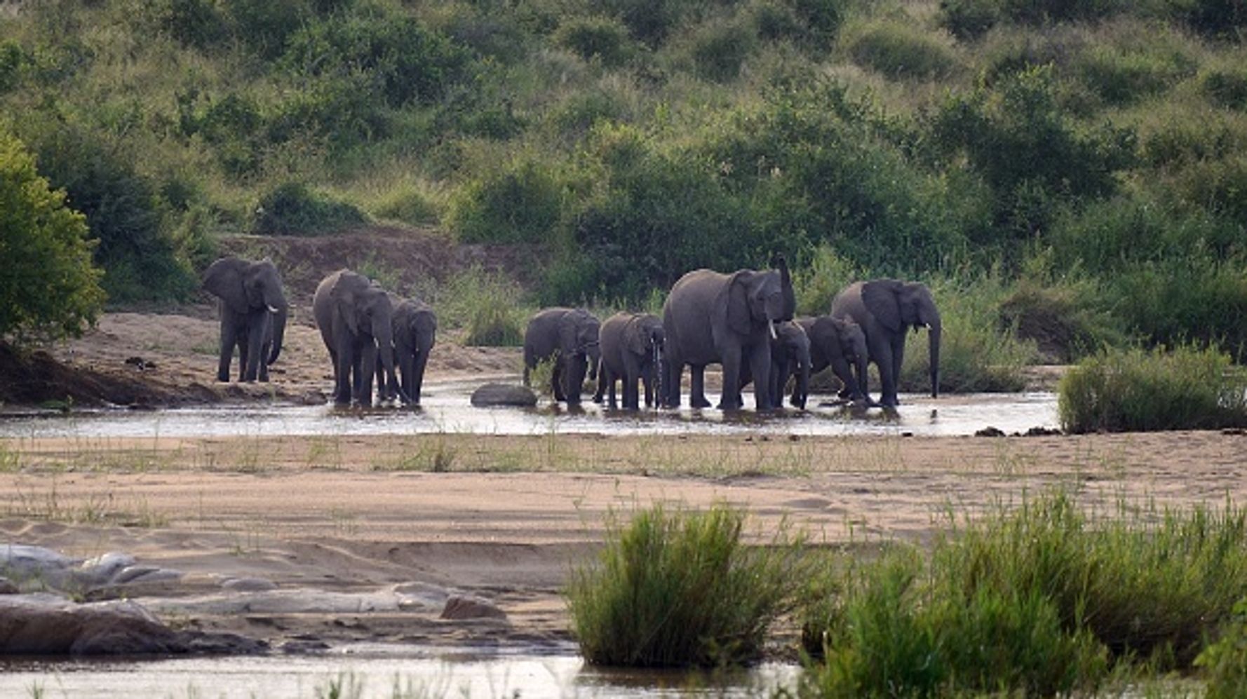 Lire la suite à propos de l’article L’éléphant