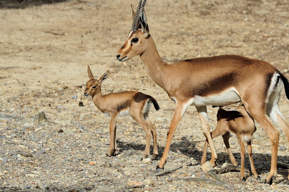 Lire la suite à propos de l’article La gazelle