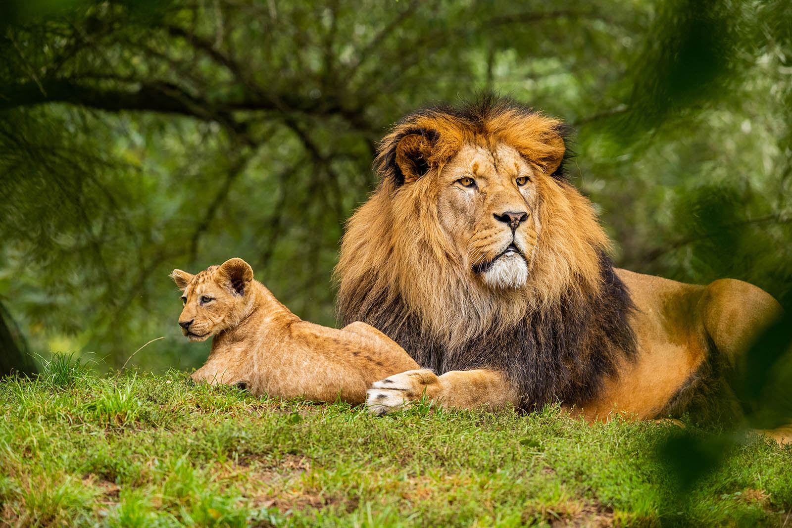 Lire la suite à propos de l’article Le lion